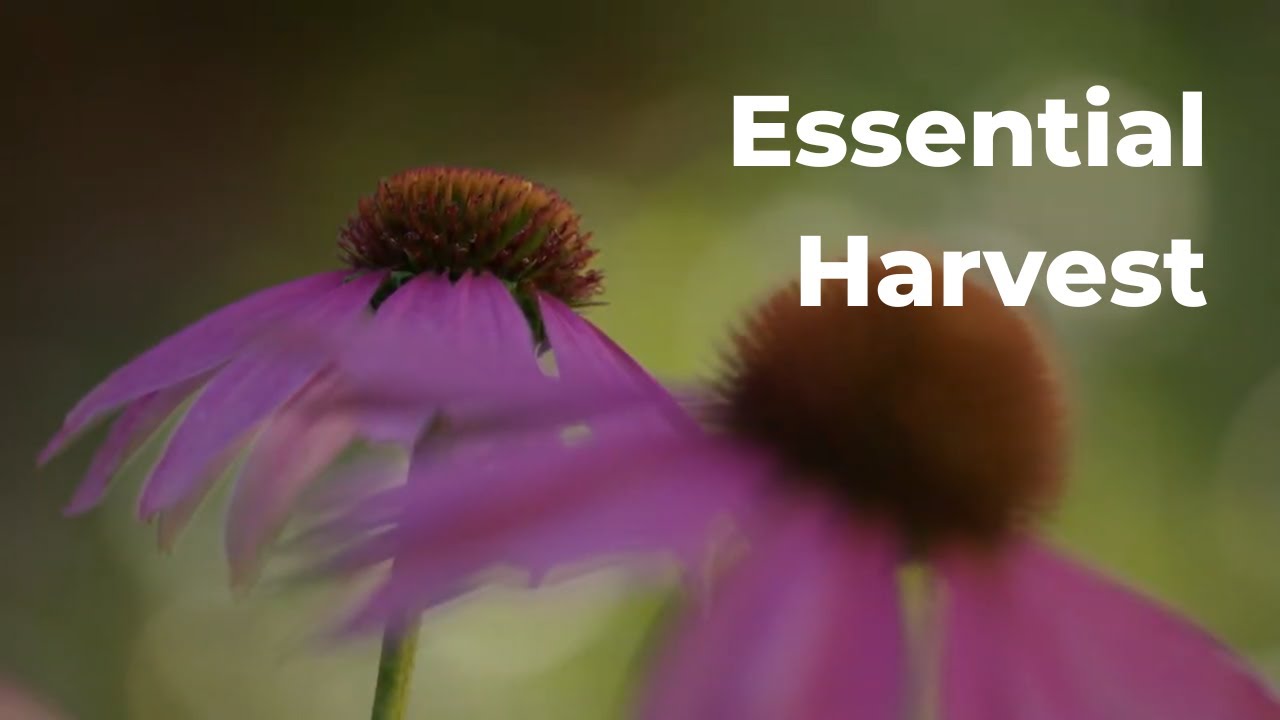 Essential Harvest