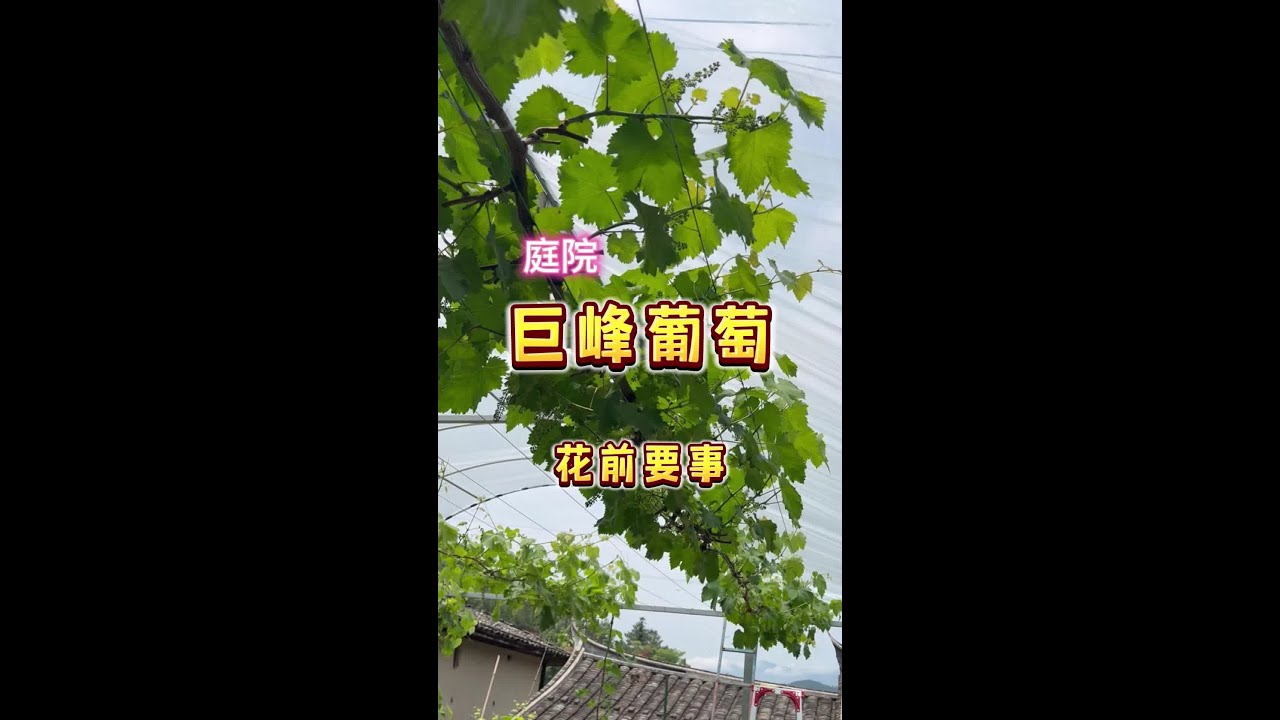 家庭种植的巨峰葡萄的结果枝这样整，自然果会更好#楼顶果园 #盆栽葡萄 #巨峰葡萄 #内容启发搜索