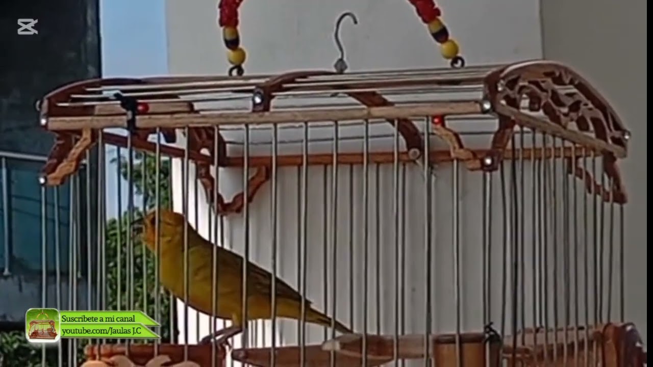 CANARIO DA TERRA SALIENDO DE LA MUDA DE PLUMAS