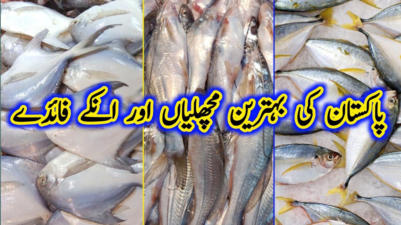 Top Pakistani Fish 2023 | King Mackerel | Pomfret | Best Fish to Eat