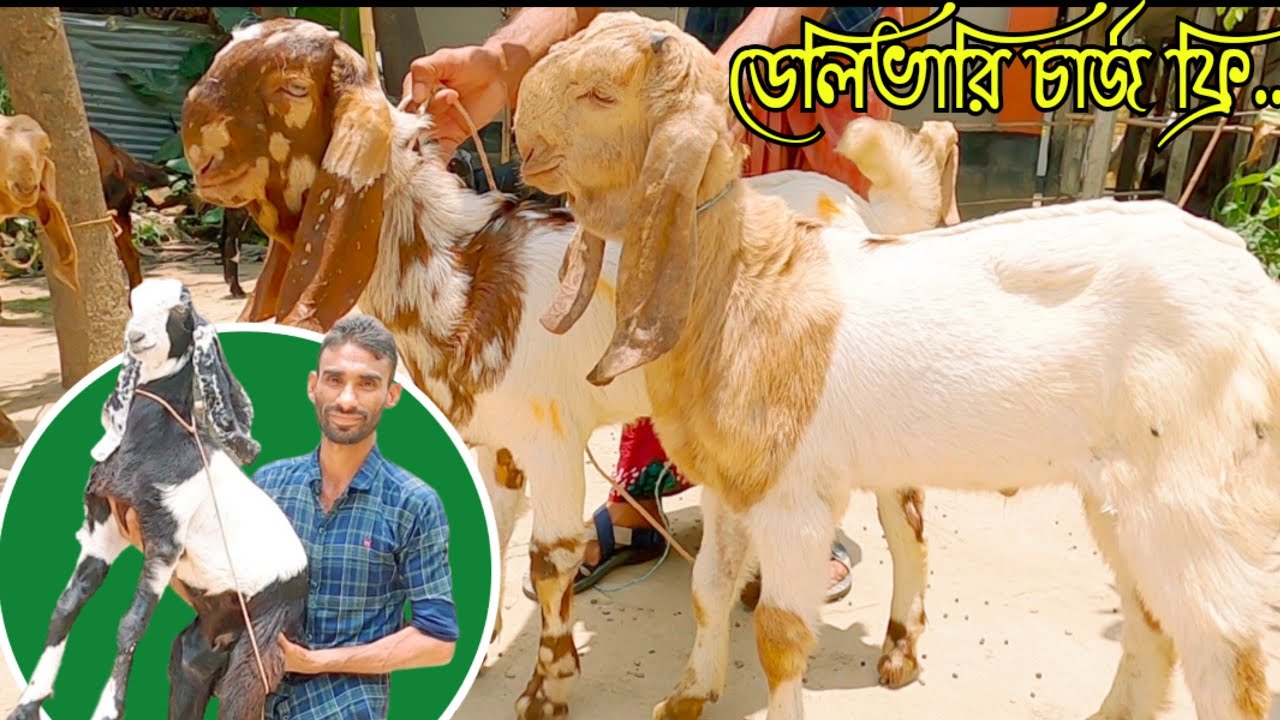 দর-দাম জানুন আবু ভাই এর ক্রস জাতের বাচ্চা ছাগলের | একদরে বাচ্চা ছাগল কিনুন | #goat_farming