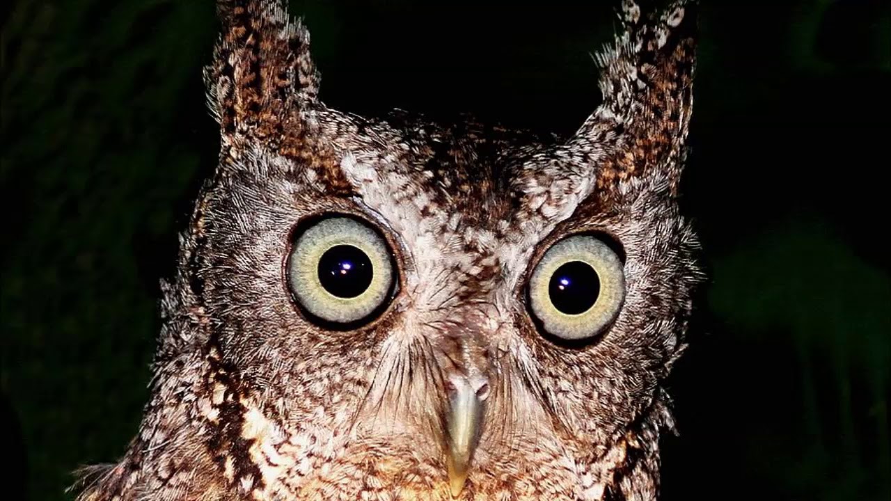 Eastern Screech Owl - Sound, Call, Sound, Voice, Hooting, And Other Noises Made by the Bird