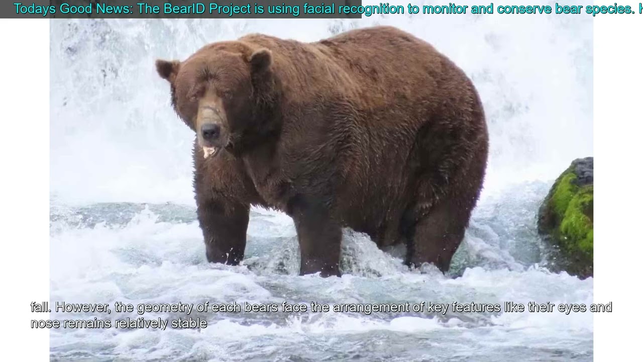 Todays Good News: The BearID Project is using facial recognition to monitor and conserve b