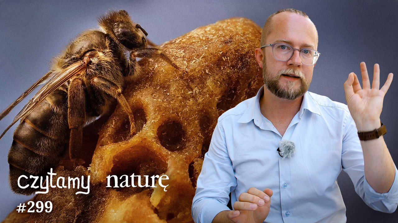 Rehabilitacja z egzoszkieletem - Supernowa czy karzeł? - Komora dla kr&oacute;lowej | Czytamy naturę #299