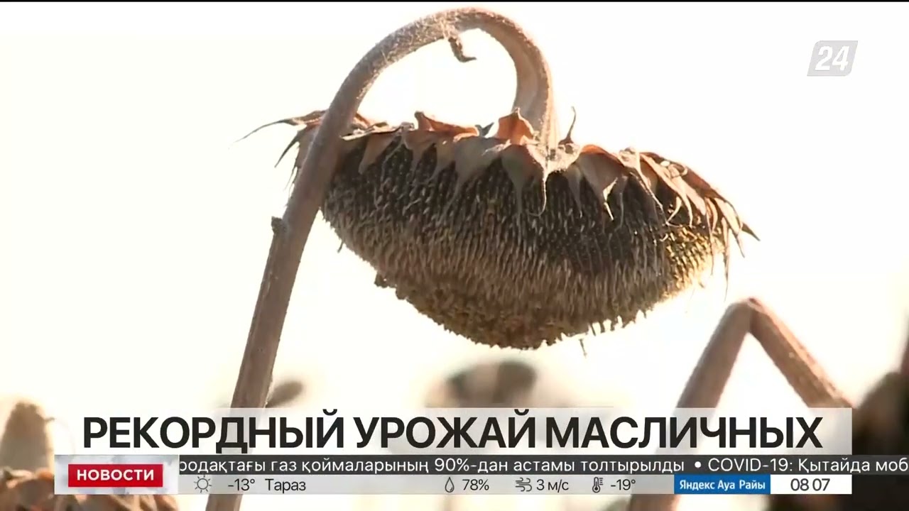 Рекордный урожай масличных культур собрали в Костанайской области