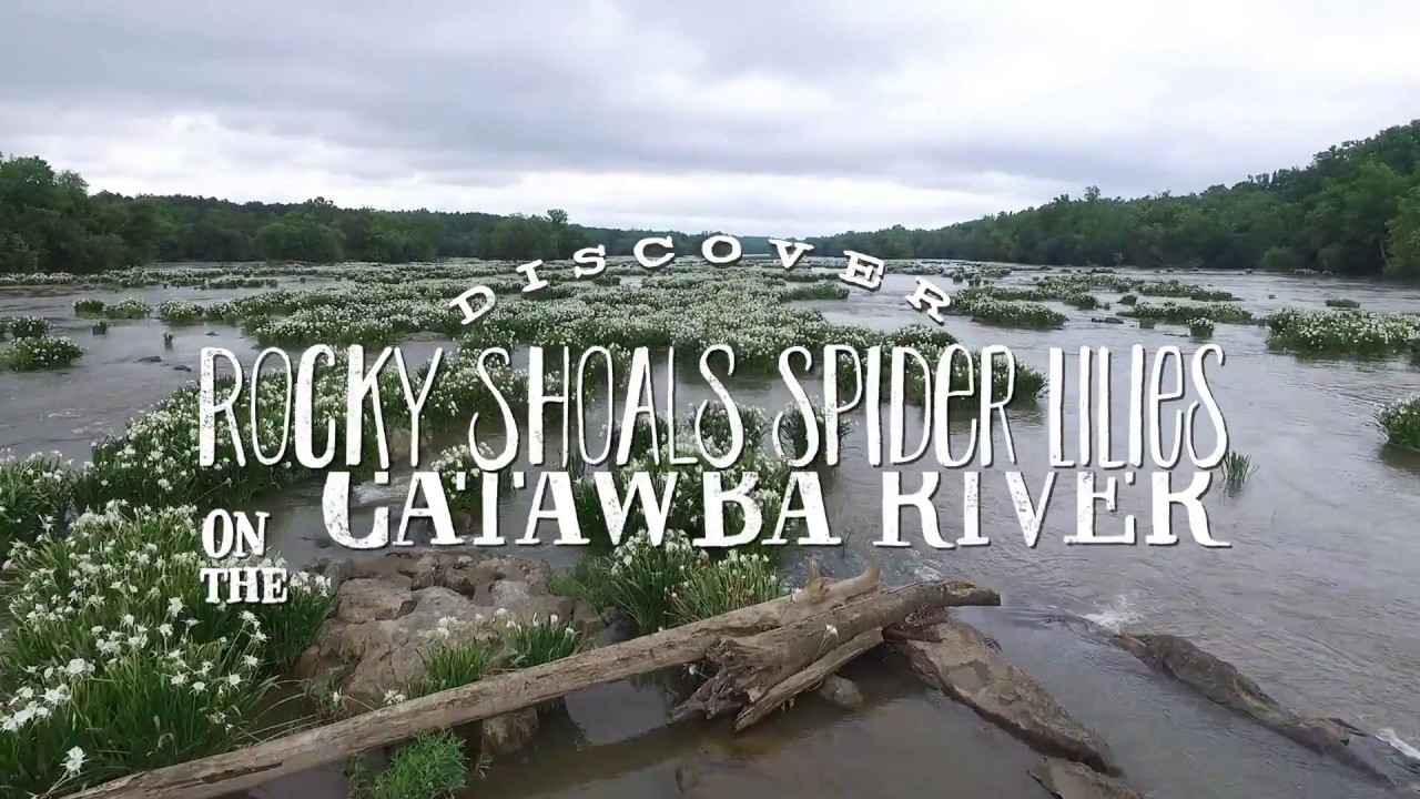 Discover Rocky Shoals Spider Lilies on the Catawba River