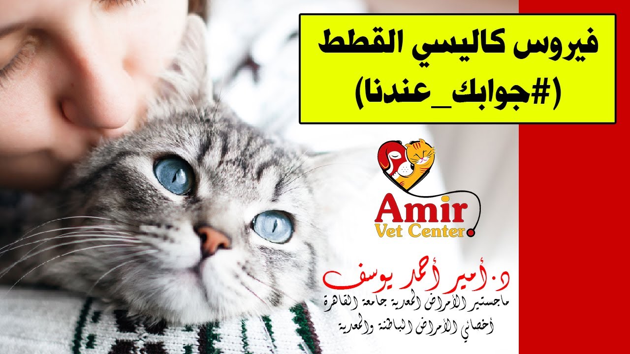 ڤيروس الكاليسي من أخطر ڤيروسات القطط
