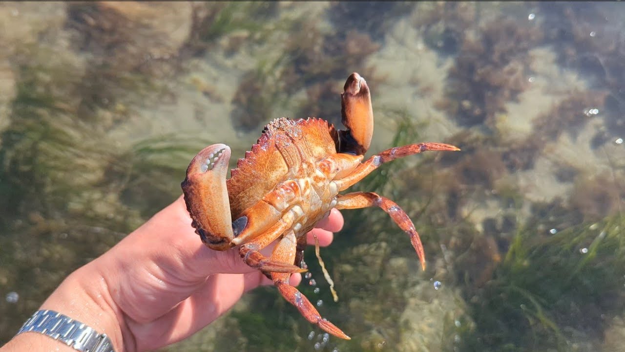 Catching Tide Pool Creatures by Hand | Identification