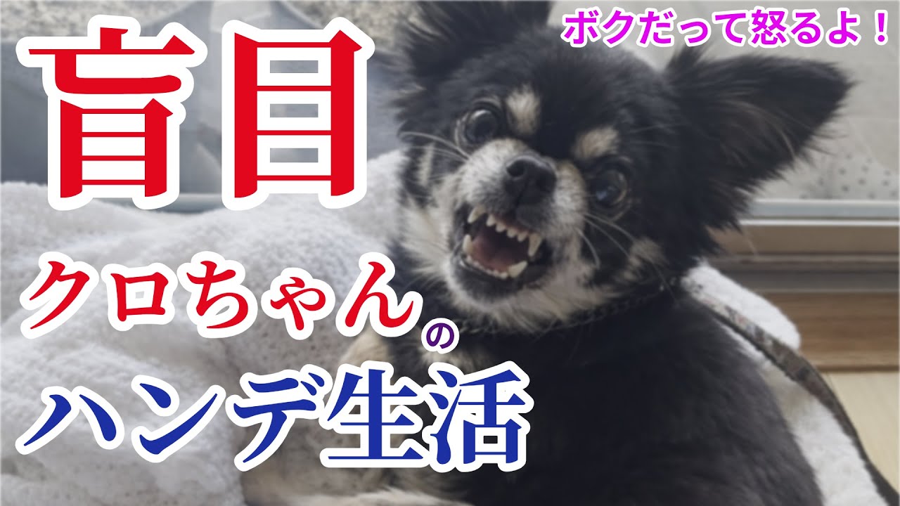 見えないクロちゃんの日常生活 #チワワ #犬 #犬のいる暮らし