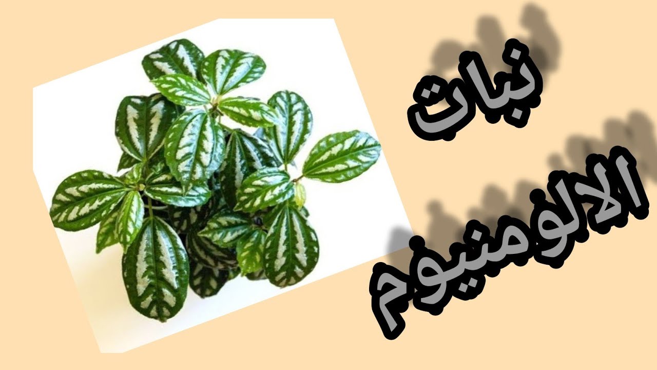 كيفية إكثار نبات الالمنيوم بطريقة ناجحة و مضمونة/'Variegata/Aluminium Plan/Pilea cadiere'