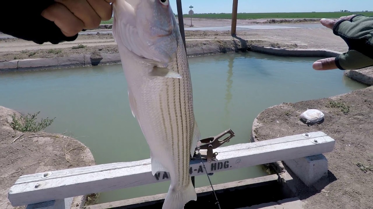 Imperial Valley Fishing