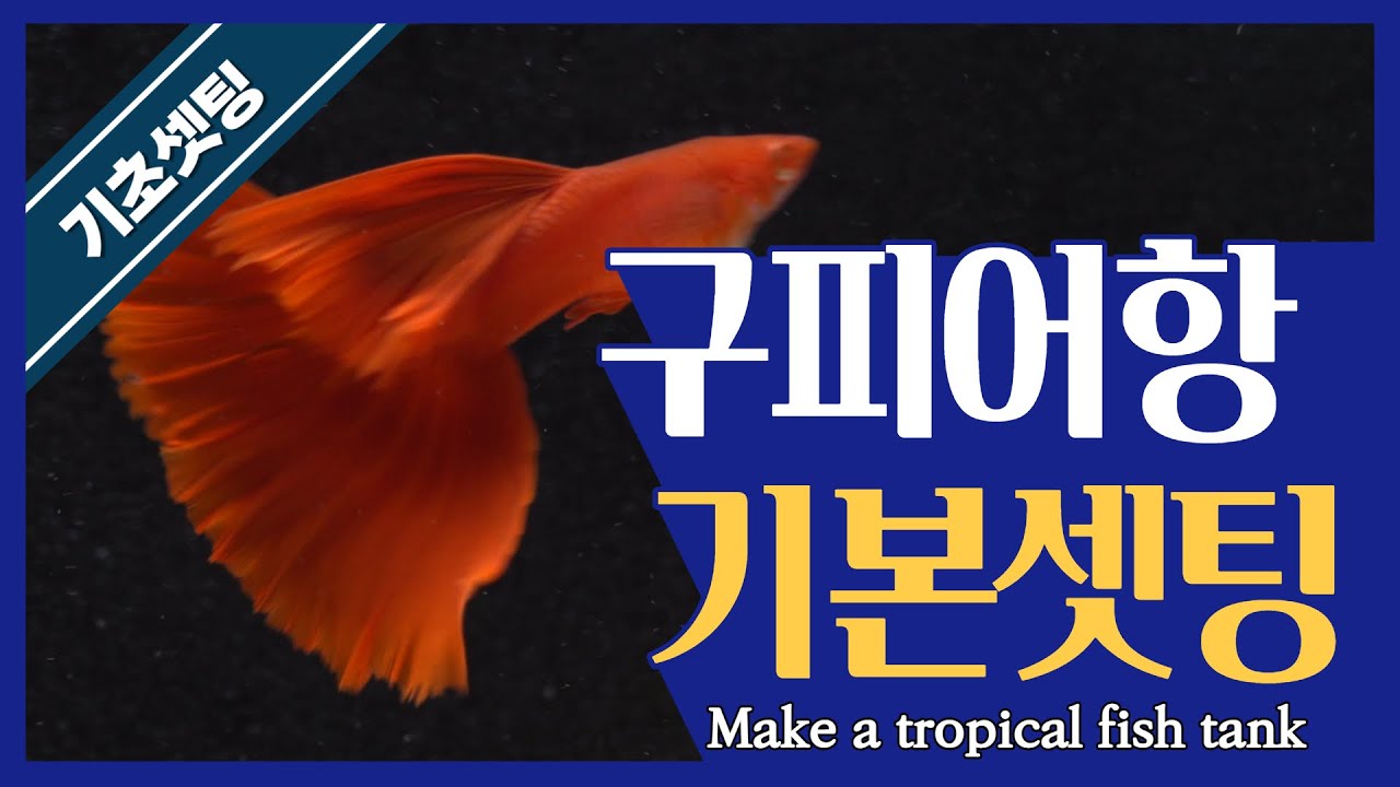 실패없는 구피어항 세팅하기/구피어항세팅하기