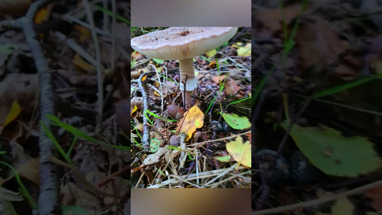 Have you seen a blushing mushroom? / The Blusher  / Amanita /#shorts