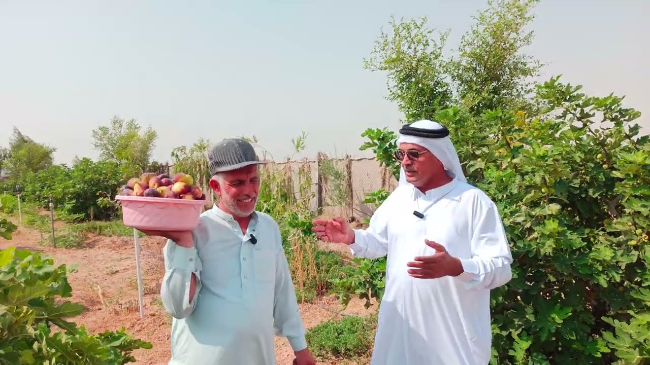 الجدوى الاقتصادية لزراعة التين تجربة زراعة تين العبيد السعودي في العراق 🇮🇶 الأنبار قضاء هيت