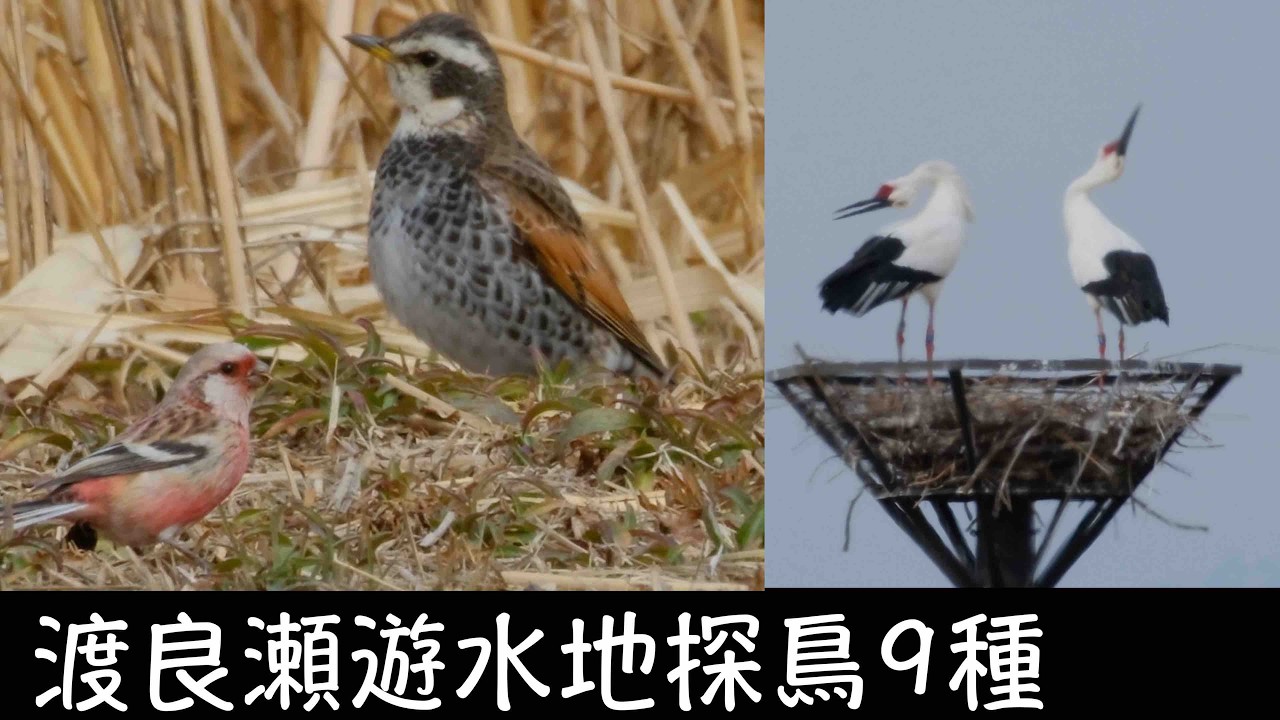 2月20日 ベニマシコを追うツグミ.追われるアオジ コウノトリカップルも登場 渡良瀬遊水地探鳥