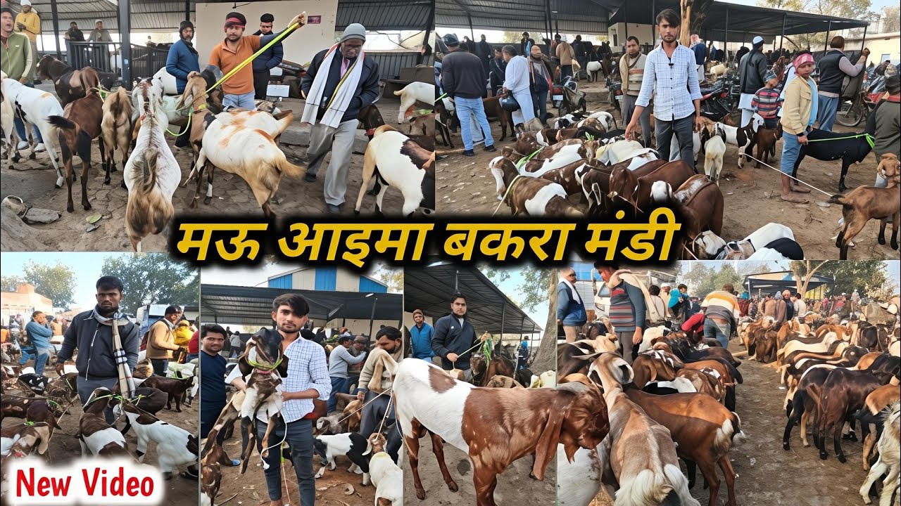 मऊ आइमा बकरा मंडी 2026 के शानदार बकरों  की मंडी[Mauaima Bakra Markit] #bakramandi #Uttarpradesh 