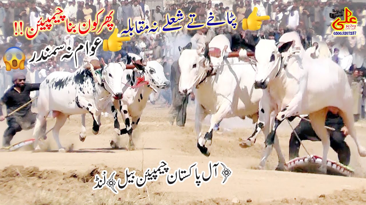 Bull Race Lund Worldcup , 2025 , All Champion Bull , Ali Video Fateh Jang
