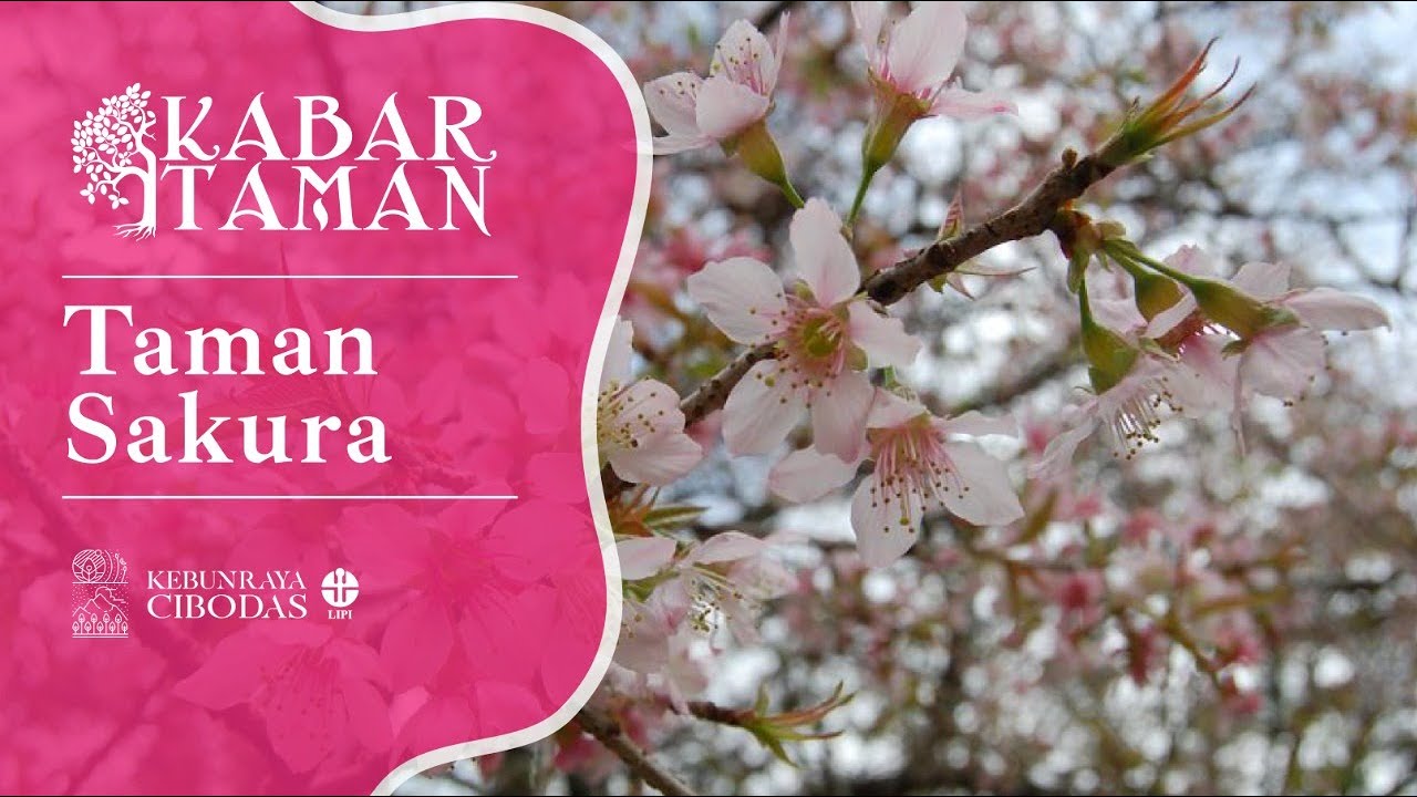 Kebun Raya Cibodas - Kabar Taman : Bunga Sakura ada di Indonesia? Ada di Taman Sakura