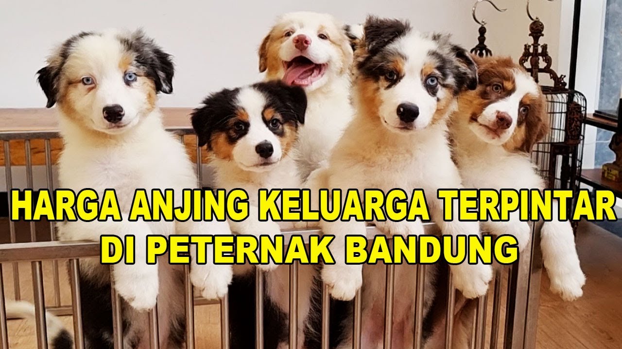 Harga Anjing Keluarga Terpintar Di Peternak Bandung - Australian Shepherd