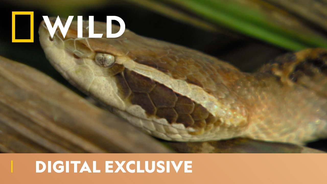 The Deadly Pit Viper | Snakebite Week | National Geographic Wild UK