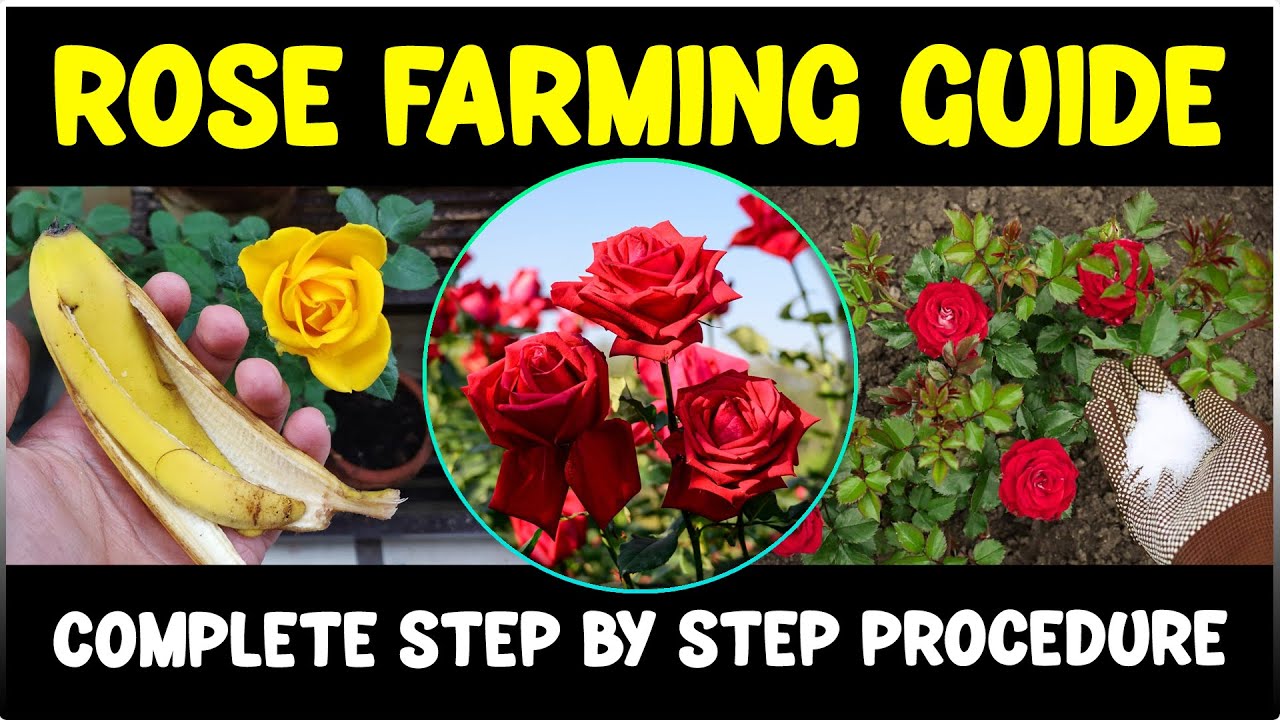 Rose Farming SECRETS Revealed | How to start Rose Cultivation
