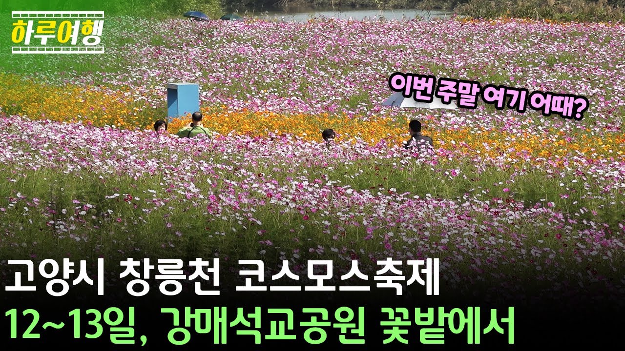 ▲🌼 이번 주말 여기 어때? 고양시 창릉천 코스모스축제 / 12~13일, 강매석교공원 꽃밭 🌼 ▲ 하루여행 ep.15