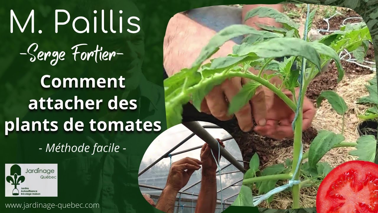 COMMENT ATTACHER LES PLANTS DE TOMATES FACILEMENT  - AVEC SERGE FORTIER