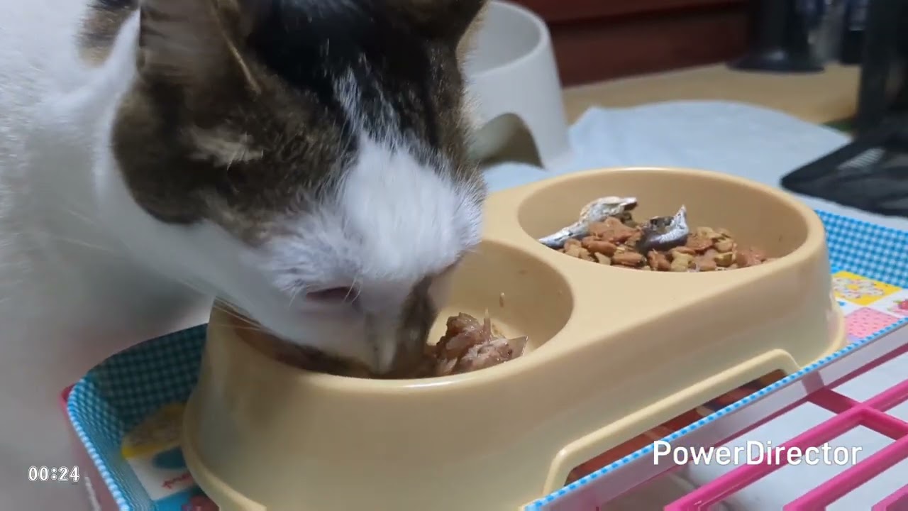 ニャアの夕食タイムトライアル(20260115)