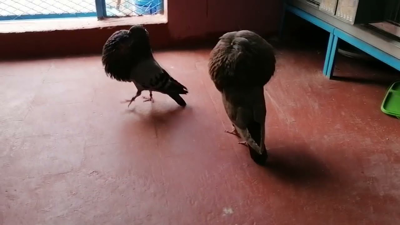 gaditano khouribga 0623999802