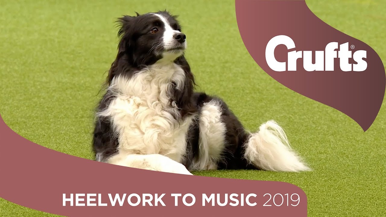 Freestyle International Heelwork to Music - Part 2 | Crufts 2019
