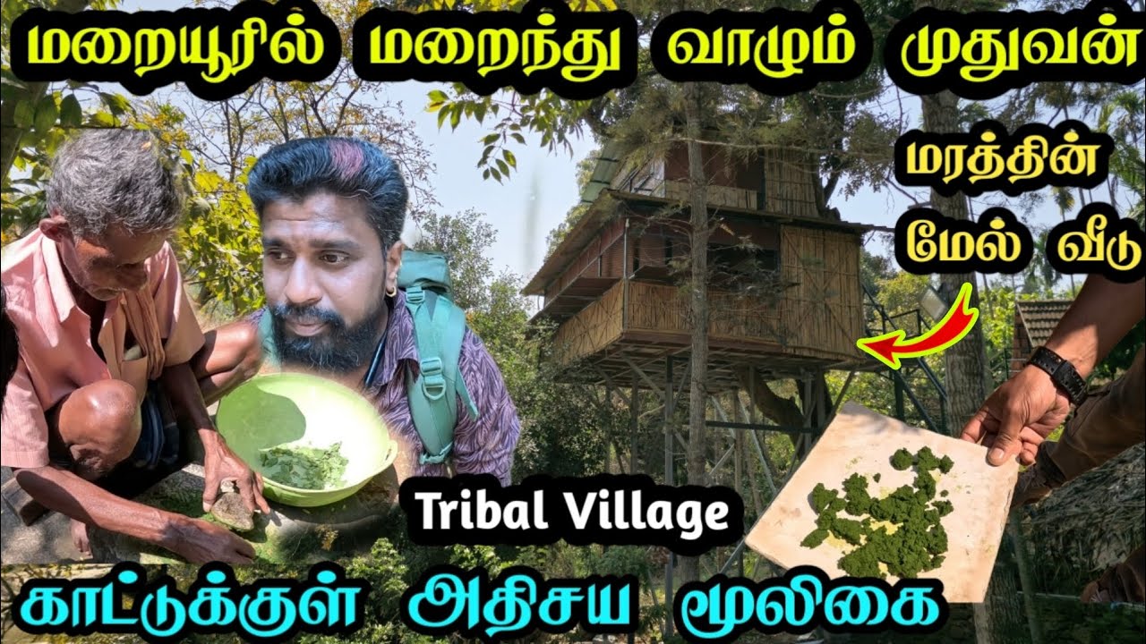 மறையூர் காட்டில் முதுவன் பழங்குடி கிராமம்|அதிசய மூலிகை|மரத்தின் மேல் தங்கும் விடுதி|champakad