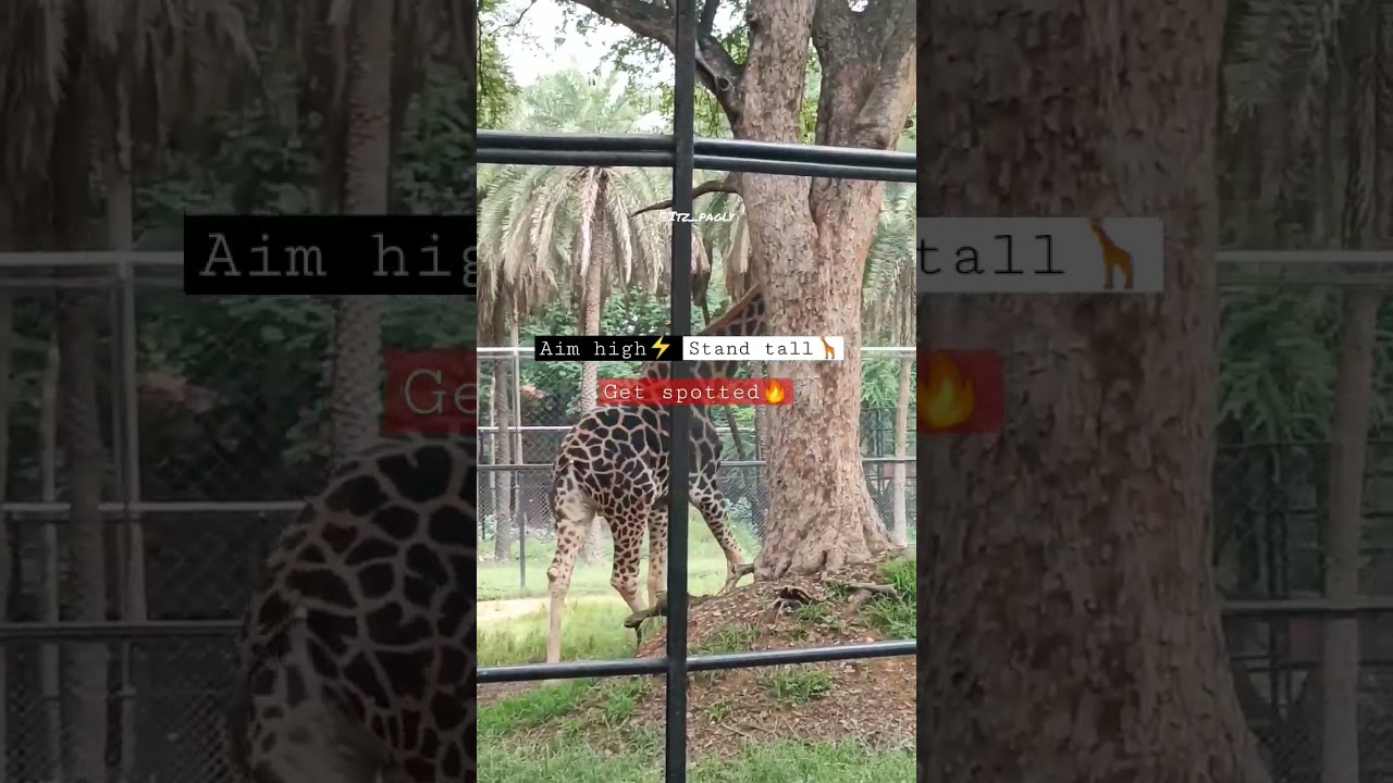 🦒Get spotted#travel #animallover #zoo #naturelovers #shorts #hyderabad #motivation #rainyday #rain