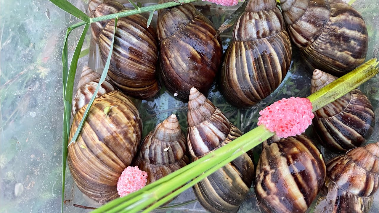 Wow,Khyang #snail  #share #insects  #usa  #bug  #nature  #millipede 