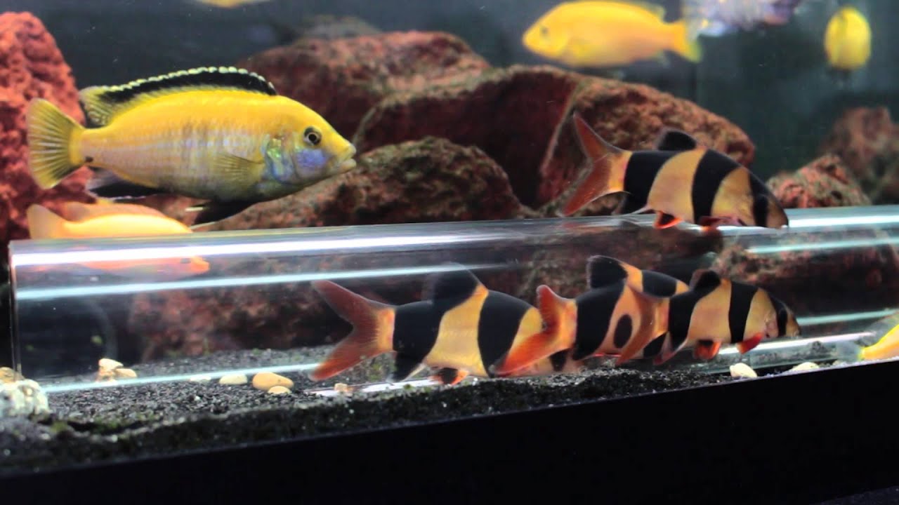 Clown Loach Update - Clear Tubes / Hideaway