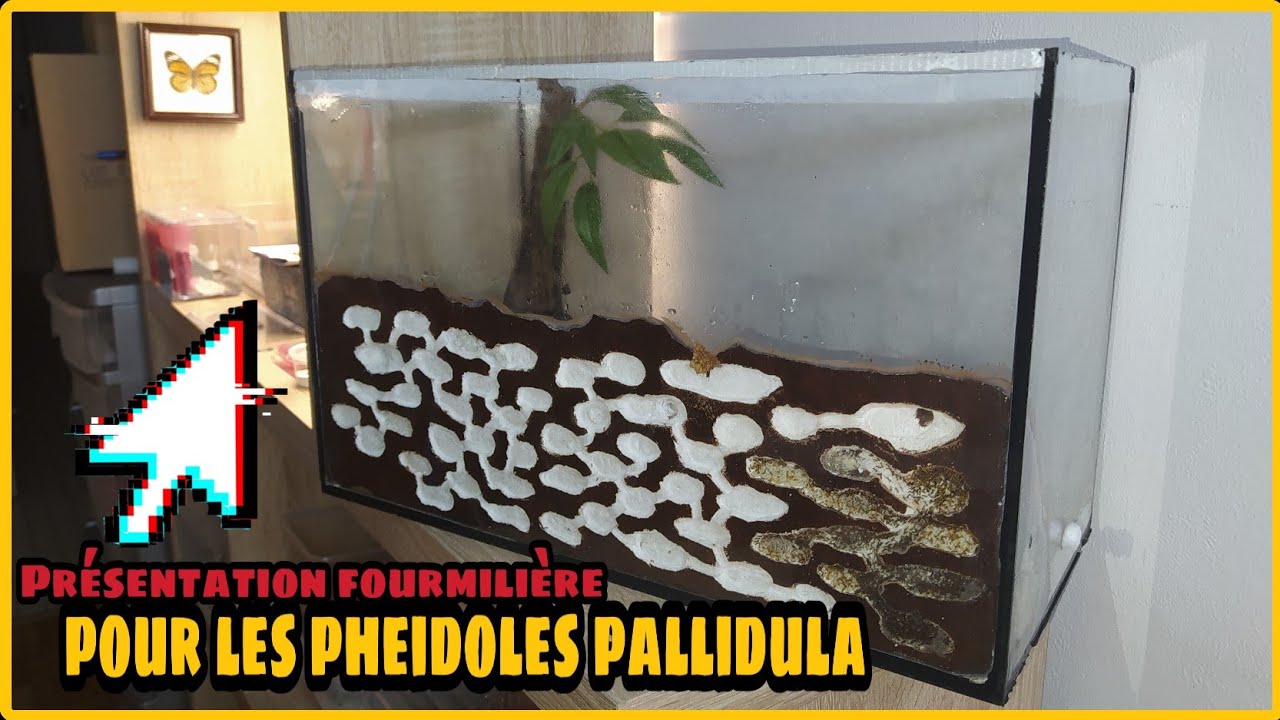 Présentation fourmilière pour les pheidoles pallidula