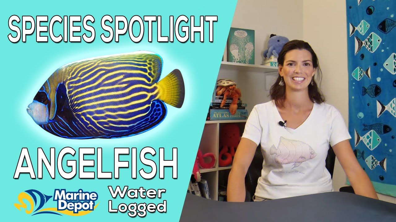 Are Angelfish Reefsafe?  Species Spotlight with Hilary