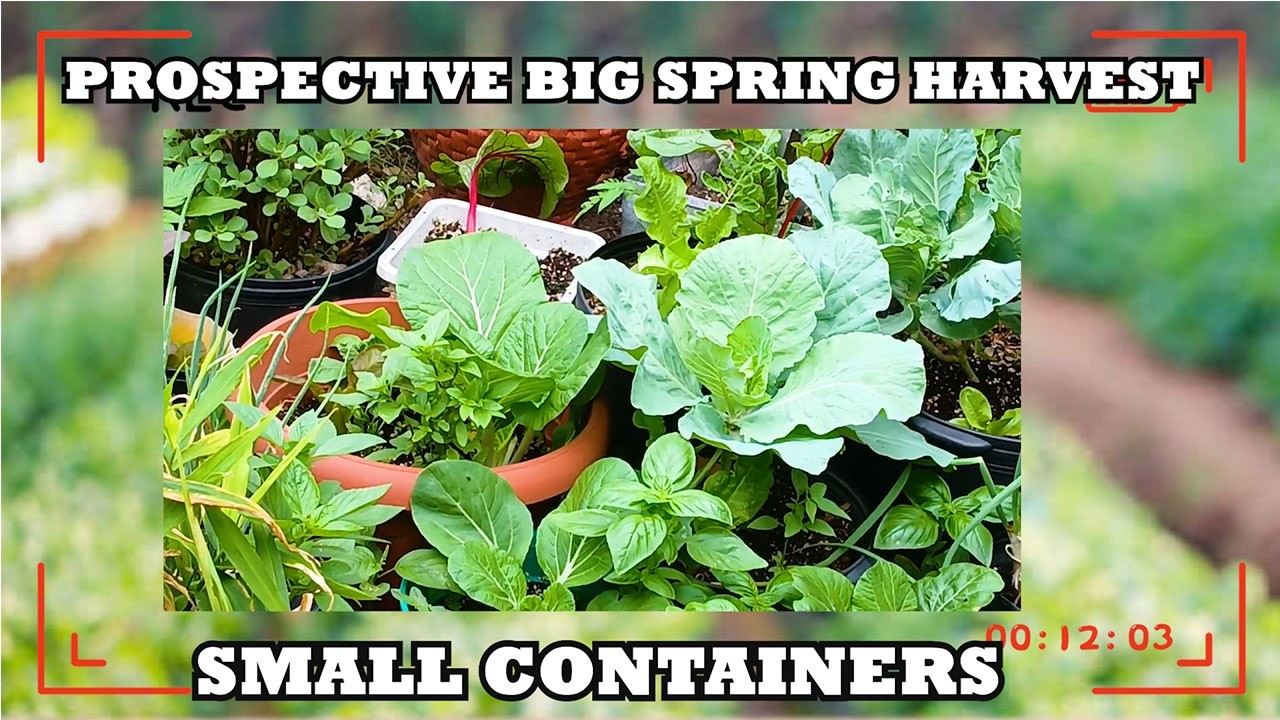 Season 4 EP 15: What to Plant in Containers This Spring(Beginner Friendly + High Yield)