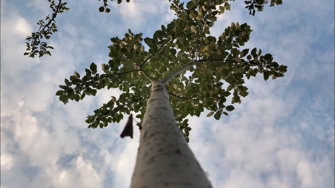 4k Agroforestry Tour - North Italy (12/07/2023)