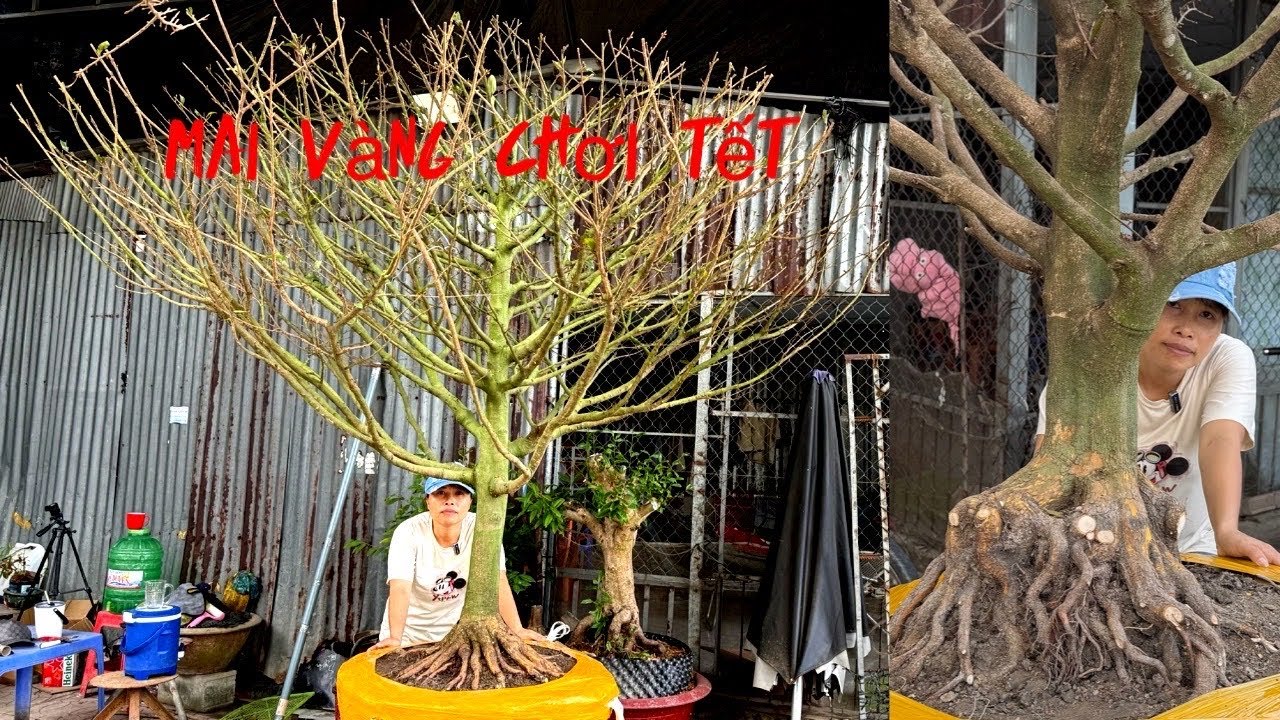 Mai vàng chơi tết ngày 26/01/2026 lh #0798553886 huyền 