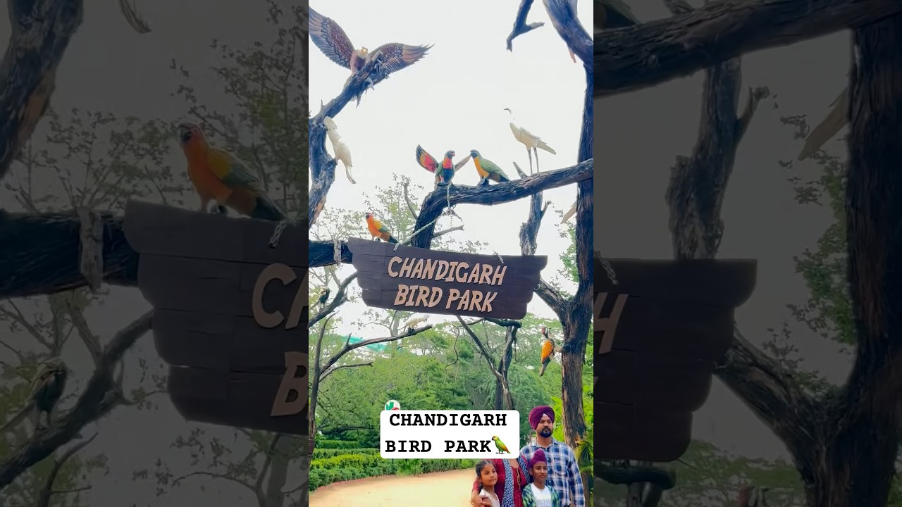 Chandigarh Bird park 🦜#birdpark #chandigarh #punjabtourism #touristspot #mustvisitplaces #birds