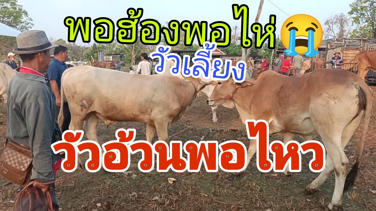 ท้อใจเด้ ..ฟังราคาวัวเลี้ยงแมะ ราคาวัว พุธ 4 มี.ค.69 สนามกุดเรือคำ