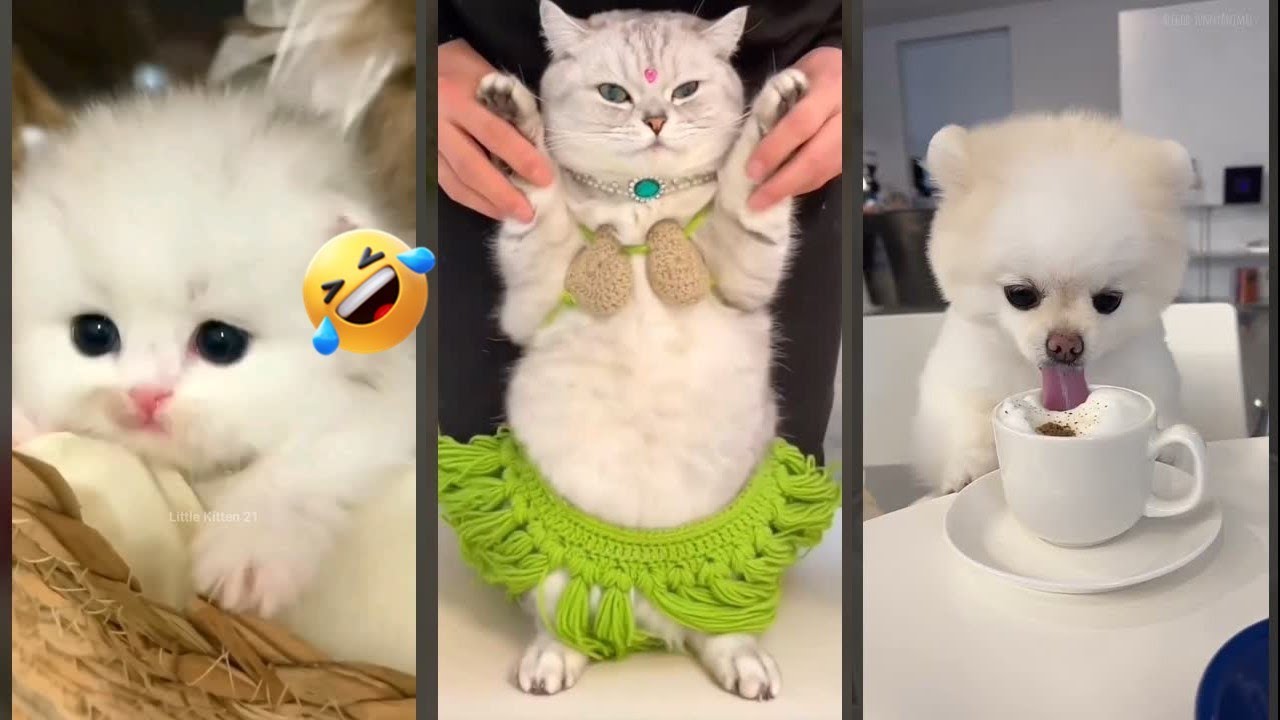 Cat videos 😸 funny cats fighting 🥰 #FunnyCats Episode 3672