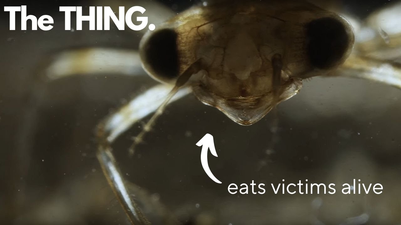 Distressing Damsel - a Nymph is on the prowl