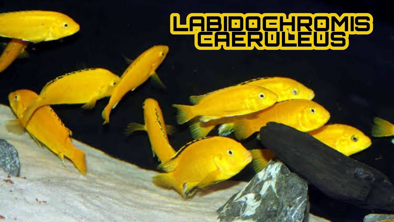 LABIDOCHROMIS CAERULEUS, YELLOW - VAMOS FALAR DE ESPÉCIES? #013