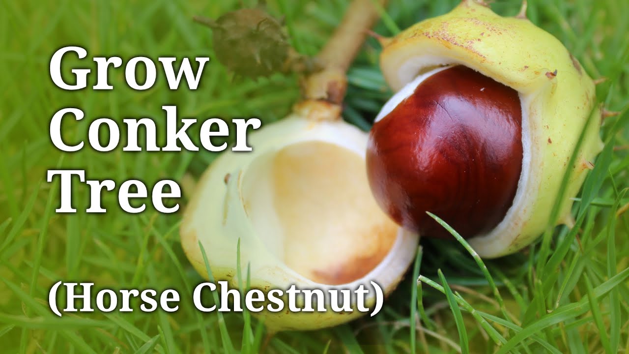 How to Plant a Conker Tree | Step by Step Guide