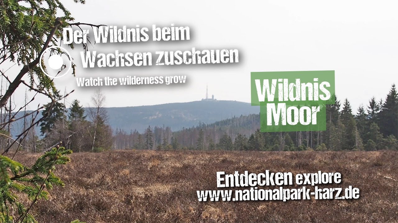 Nationalpark Harz f&uuml;r Zuhause - Wildnis Moor