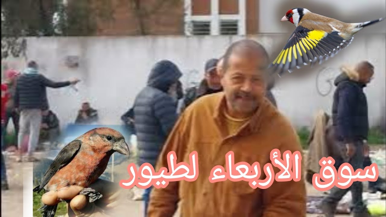 طائر الحسون + طائر الهزار + طائر الحداد  جديد سوق الأربعاء لطيور 2023/02/08