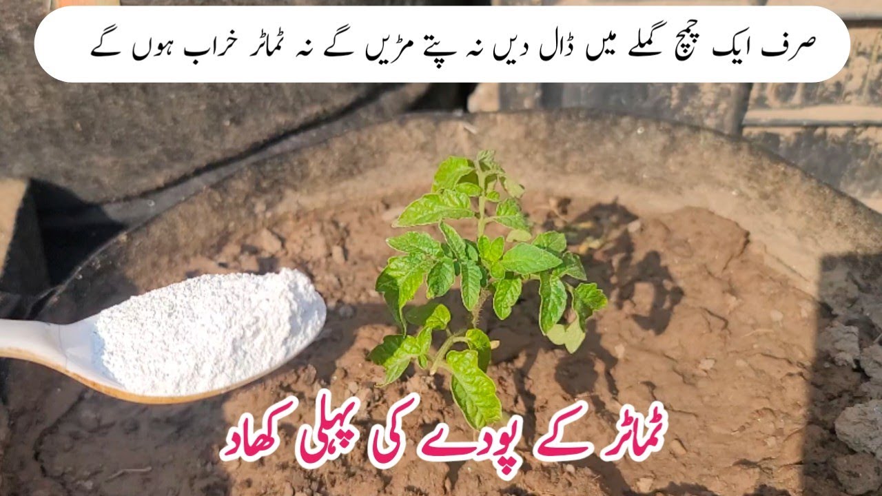 Calsium fertilizer for tomato plants | Orgenic fertilizer.