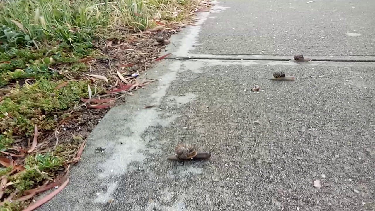snail invasion