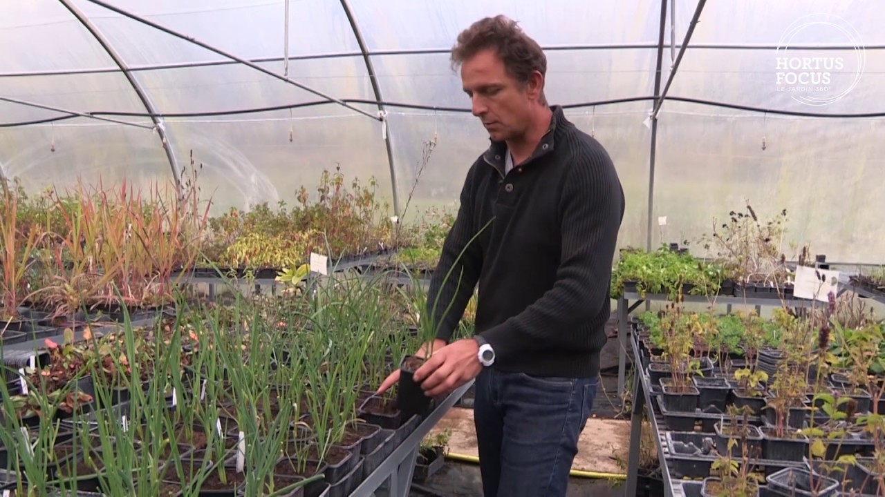 Conseil d'experts : plantes aromatiques du Moyen-âge